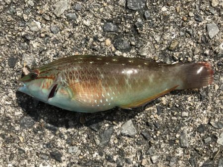 今日は、小物ばかり。