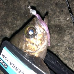 今夜もチビメバリング！パターンは岸壁パターン！！