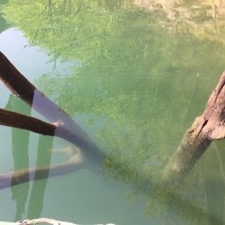 絶滅してなかった！