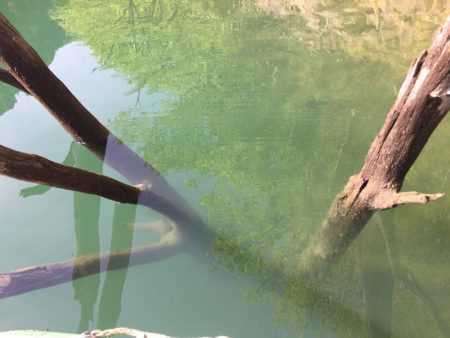 絶滅してなかった！