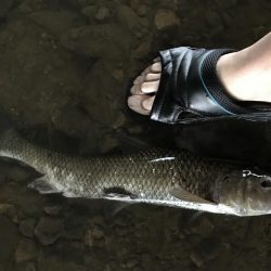 バス釣りよりニゴイ