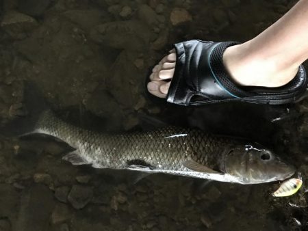 バス釣りよりニゴイ