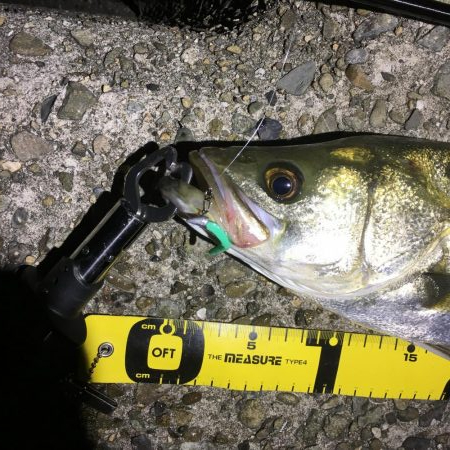 りんくう〜泉大津 メバリング