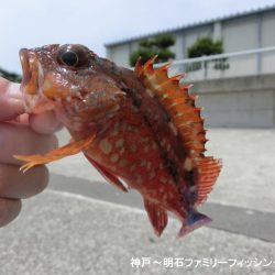 根魚絶好調