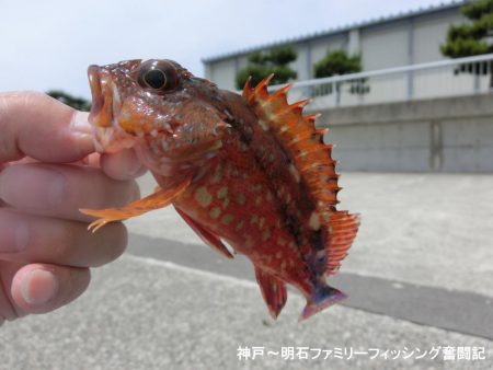 根魚絶好調