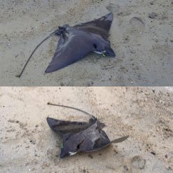 タチウオリベンジ