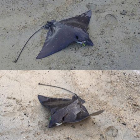 タチウオリベンジ