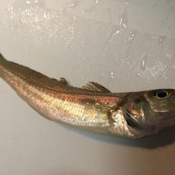 乗るか？俺の船に