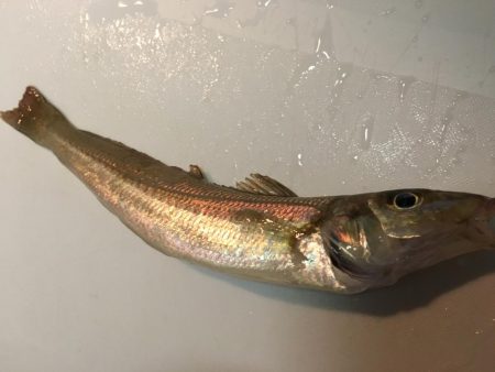 乗るか？俺の船に