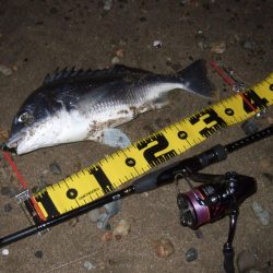 2018 キビレ調査NO、9