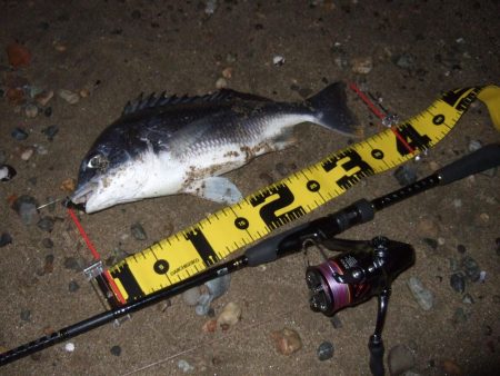 2018 キビレ調査NO、9