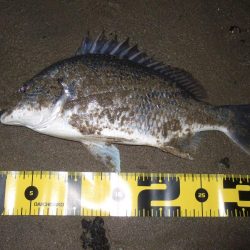 ２０１８ キビレ調査NO、１０