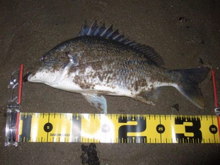 ２０１８ キビレ調査NO、１０