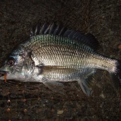 予想外のアミパターン