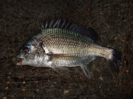 予想外のアミパターン