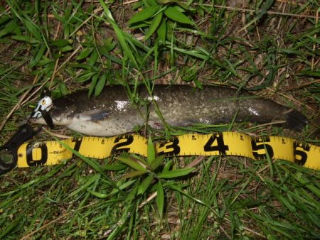 ニューロッドでナマズ調査