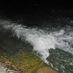 シーバス狙いが