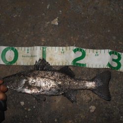 サイズは望めない…。