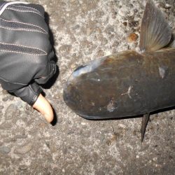 5/16バチ抜け調査。