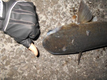 5/16バチ抜け調査。