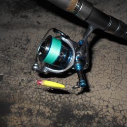 5/18バチ抜け調査。