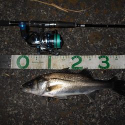 シンペンではすぐにスレる…。