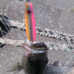 しばらくぶりだよ停泊船ゲーム