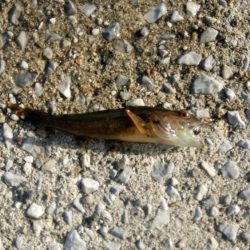 全体的に新子が多いです。