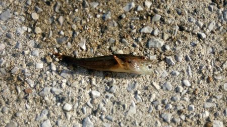 全体的に新子が多いです。