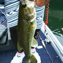 ネストを探して