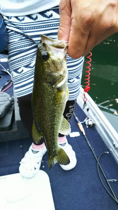 ネストを探して