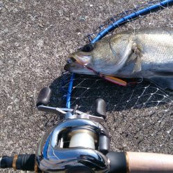 停泊船ゲームで75cm