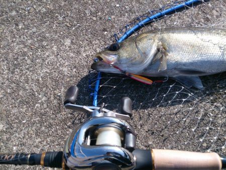 停泊船ゲームで75cm