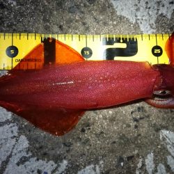 やっと春が来ました