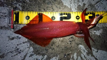 やっと春が来ました