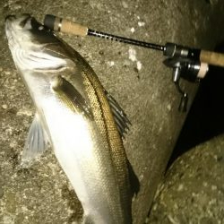 いつもの アジ調査