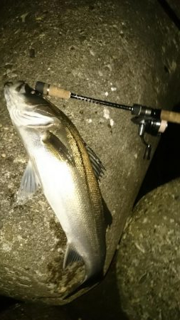 いつもの アジ調査