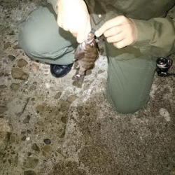 息子と フロートメバル