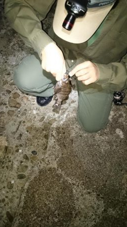 息子と フロートメバル