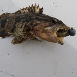 ガシラ16匹  タケノコメバル1匹