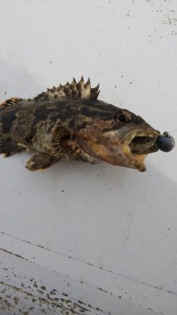 ガシラ16匹  タケノコメバル1匹