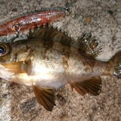 メバルプラッキング