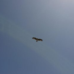 武庫一でのフラップははたして青岸で通用するのか！？