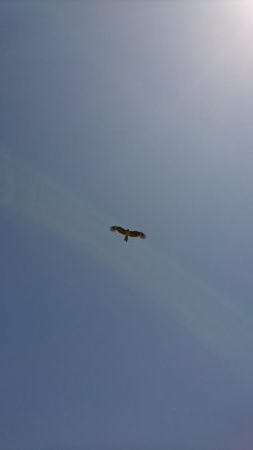 武庫一でのフラップははたして青岸で通用するのか！？