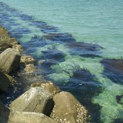 【芦屋漁港】 キス年始め調査 (サーフ＆テトラ）