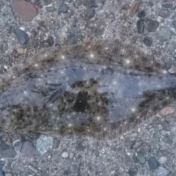 メバルはどこっ？！