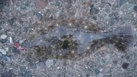 メバルはどこっ？！