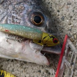 底でガシラ、際でキビレ