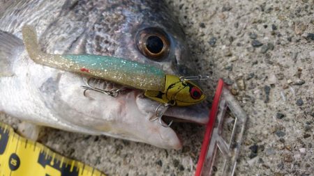 底でガシラ、際でキビレ