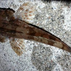 アジが釣りたいのですが・・・